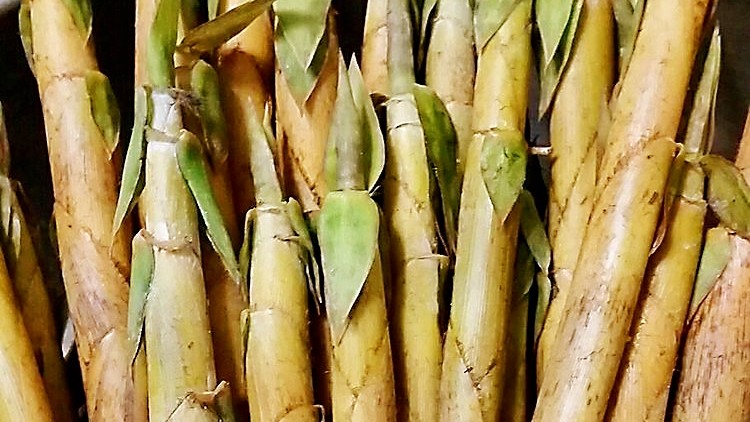 在广西贺州农村挖的笋,味道是苦的,10元一斤抢着买,为什么_腾讯新闻