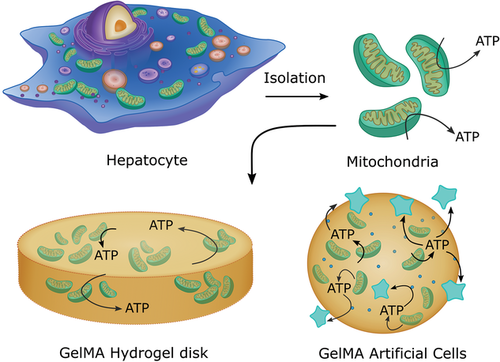 small線粒體封裝在基於明膠水凝膠的人工細胞中作為atp產生亞基