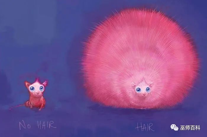 pygmy puff侏儒蒲ps:还记得乌姆里奇办公室里的那两只嗅嗅做了什么吗?