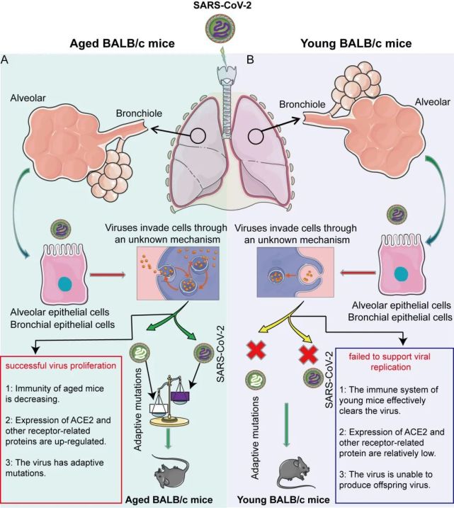 SARS-CoV-2快速适应老年BALB/c小鼠并诱发肺炎_腾讯新闻