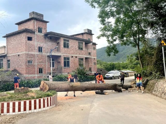 隆街:枯树欲倒恐伤人,消防"光头强"急排险|光头强|连平县|古石村|隆街