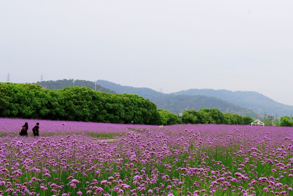 蓀湖花海始建於2015年,距今已經有七個年頭了.