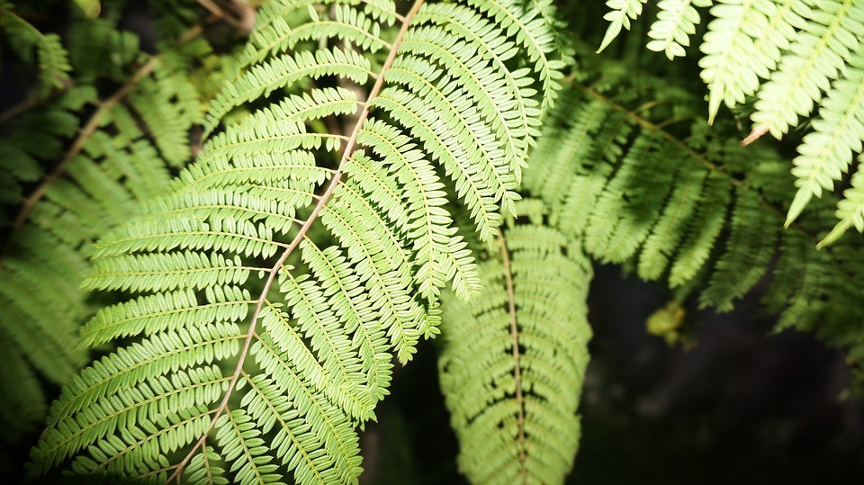 前段时间火爆网络的西昌蓝花楹在成都也有这么多地方能看到