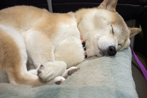 柴犬的豆豆眉是什么 每一只小柴犬都有豆豆眉吗 腾讯新闻