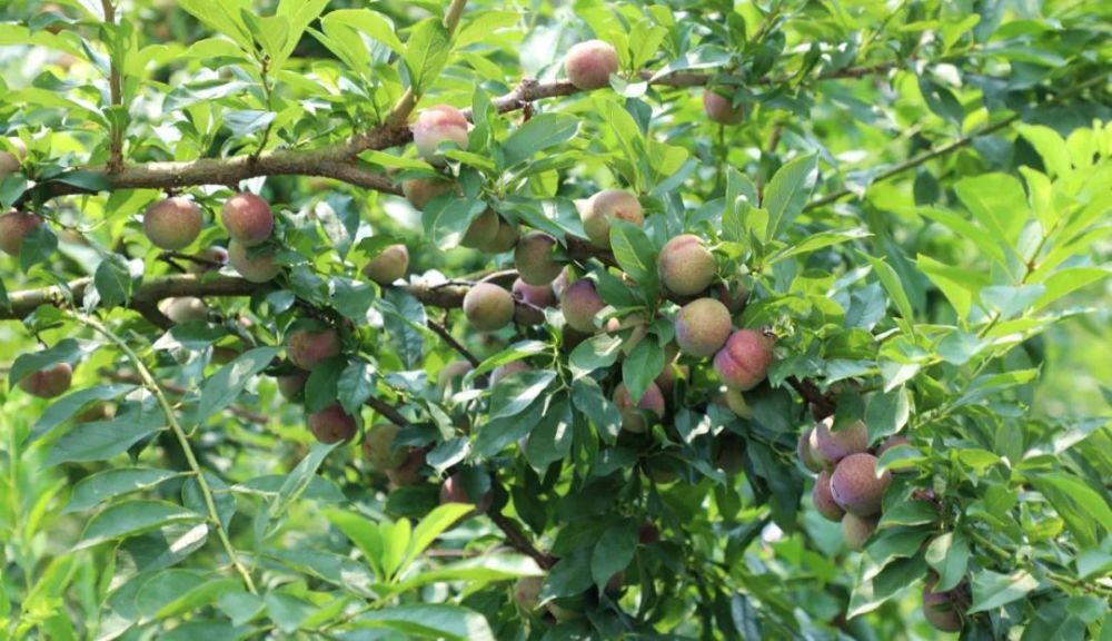 一百多畝三華李種植基地已經碩果累累,在桂平市石龍鎮新村六隊附近