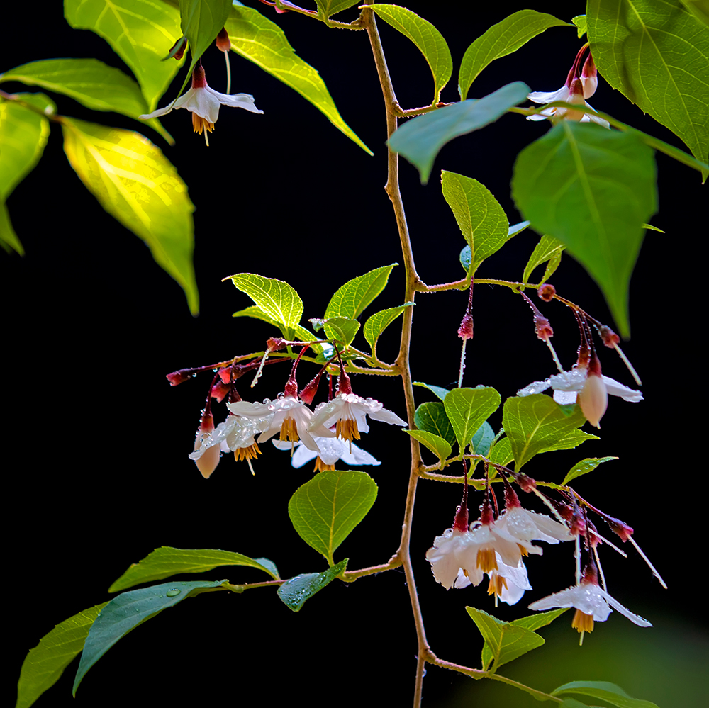 荣成:玉玲花开连成海,伟德山下尽芳菲