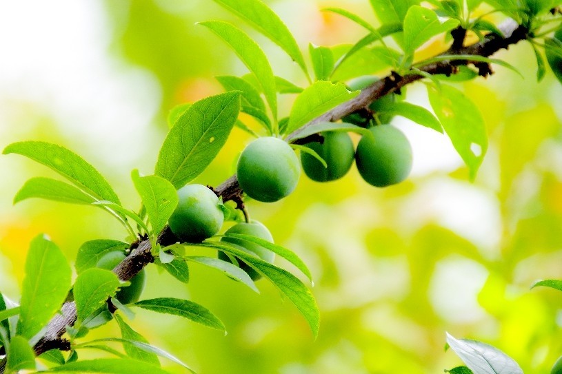 桃李满枝 硕果飘香