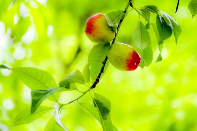 桃李满枝硕果飘香