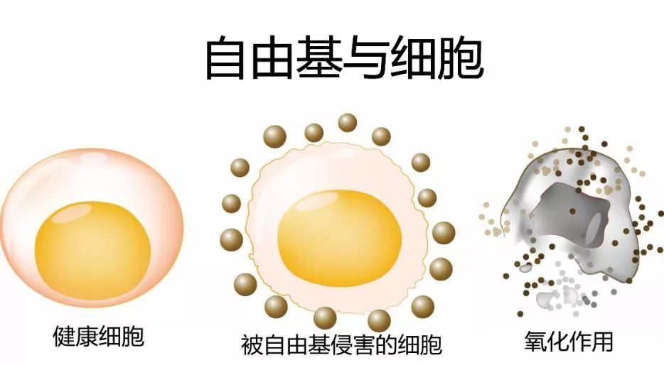 我们为什么要坚持抗氧化