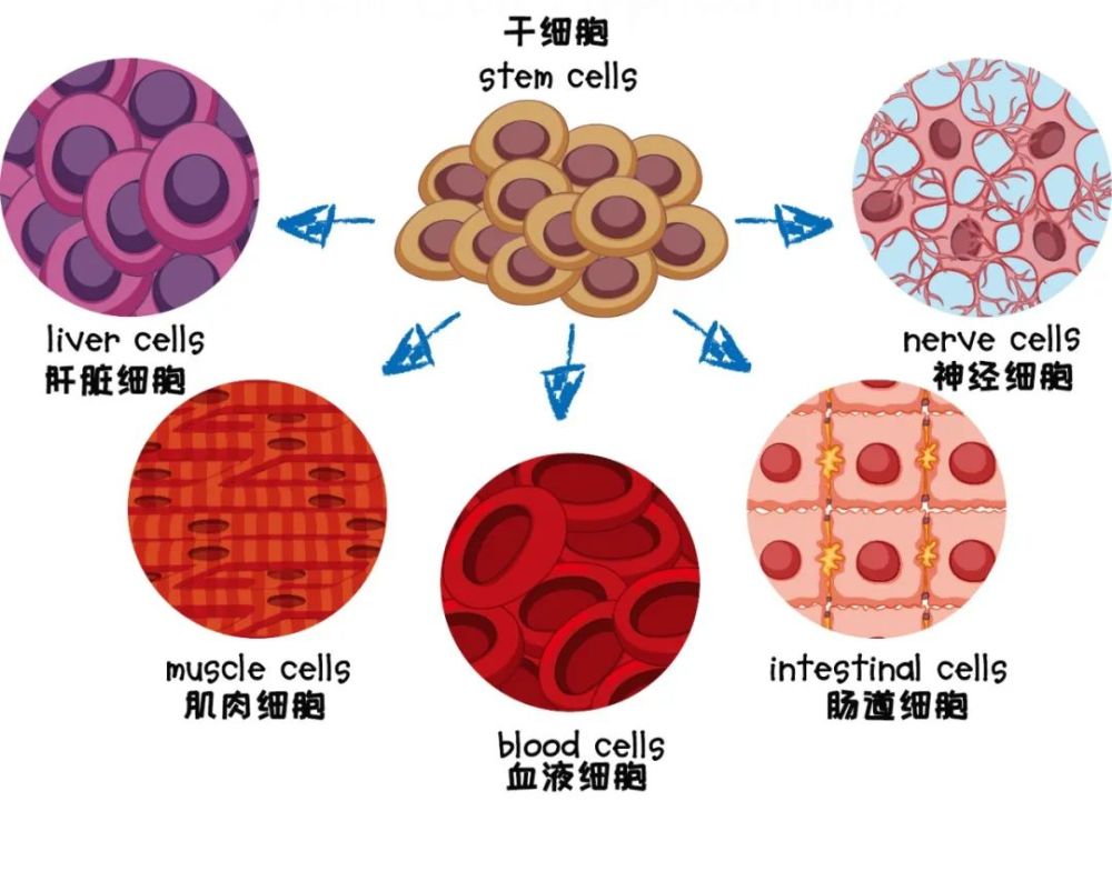 它们是构筑人类形态的原始细胞,通过分化源源不断地提供新生细胞,根据