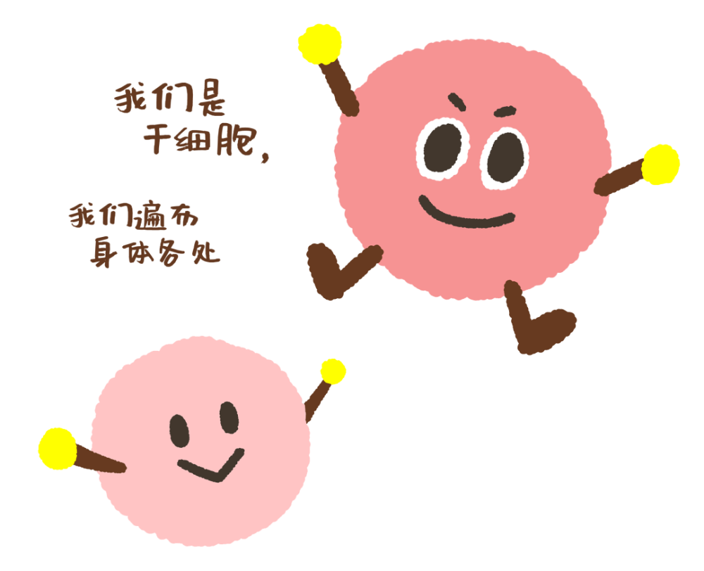 干细胞与免疫细胞,他们有啥不一样?一文带你看懂!_腾讯新闻