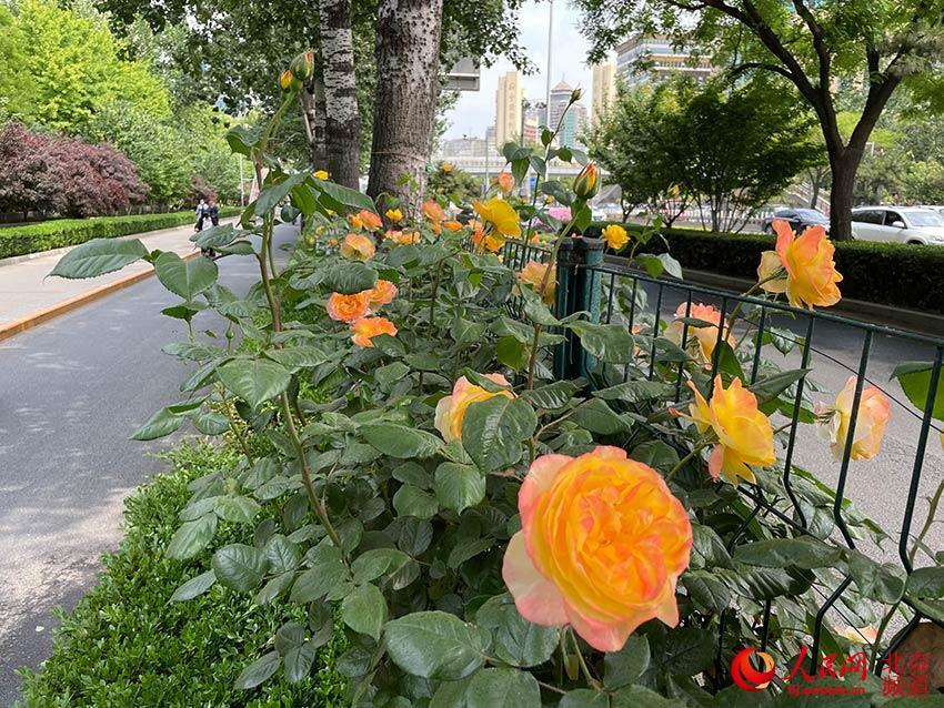 组图京城市花绽放环路戴上月季项链