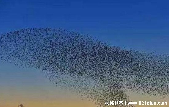 汶川地震前一天的前兆,据说出现地震云预知(专家回应无法确定)