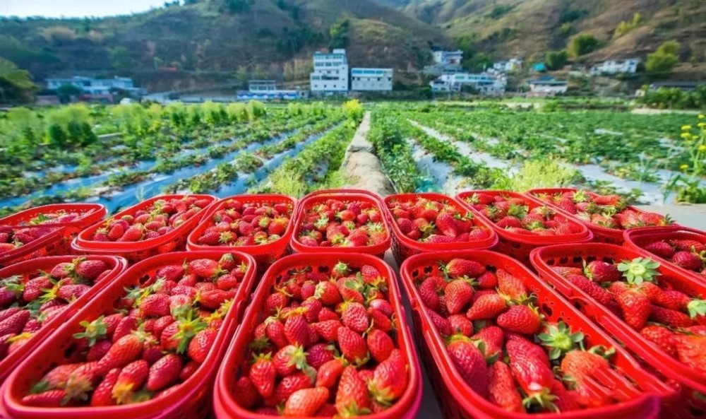 擦亮攀果品牌攀枝花巧借水果产业为乡村振兴加份甜蜜