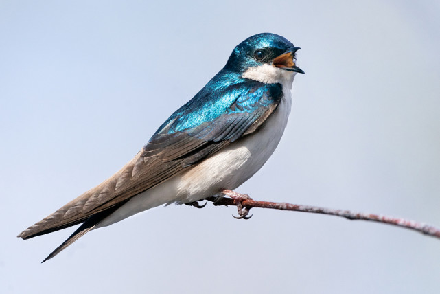 原来小燕子真的穿花衣
