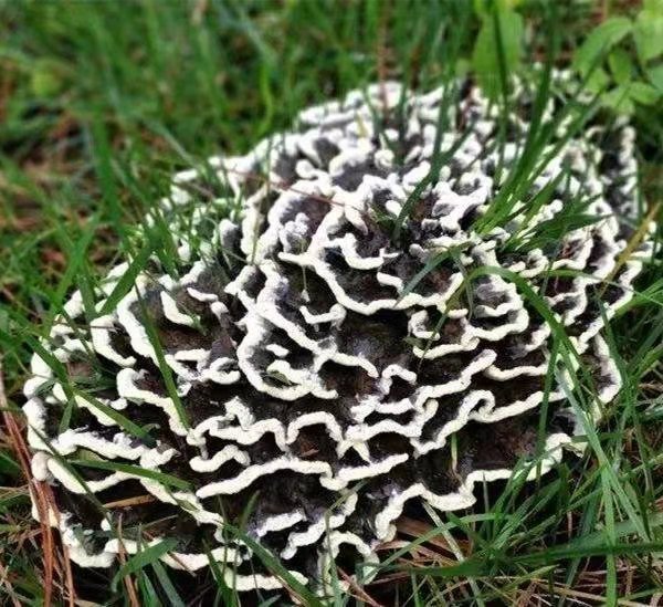 云南名菌干巴菌