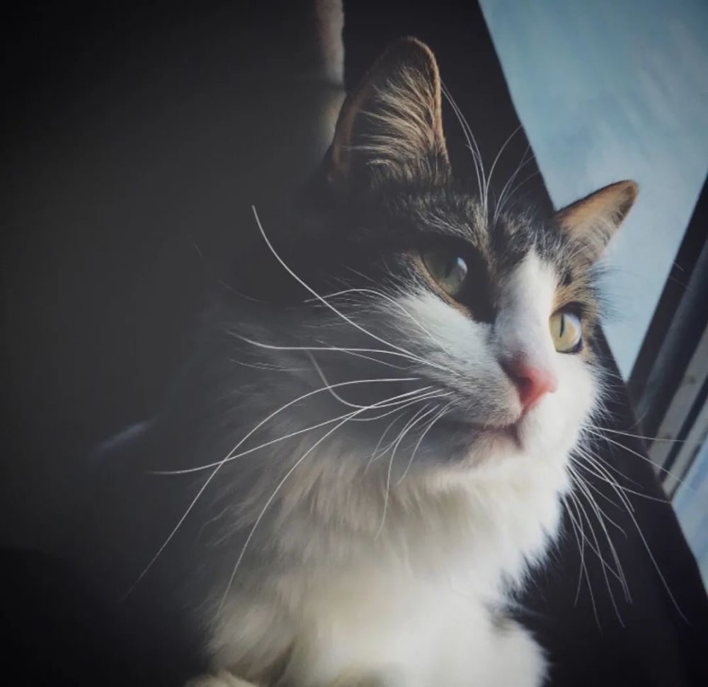 如果猫主子对你有这些行为的话，说明它想u201c独占u201d你哦！_腾讯新闻