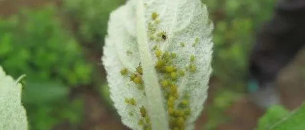 葉片向背面橫正皺縮,密佈黃綠色的蚜蟲和白色的脫皮,形成蟲癭,傳佈