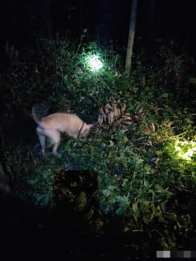 农家小院总能听到几声犬吠声,天色将至凌晨,宠主却没有听到一声狗叫