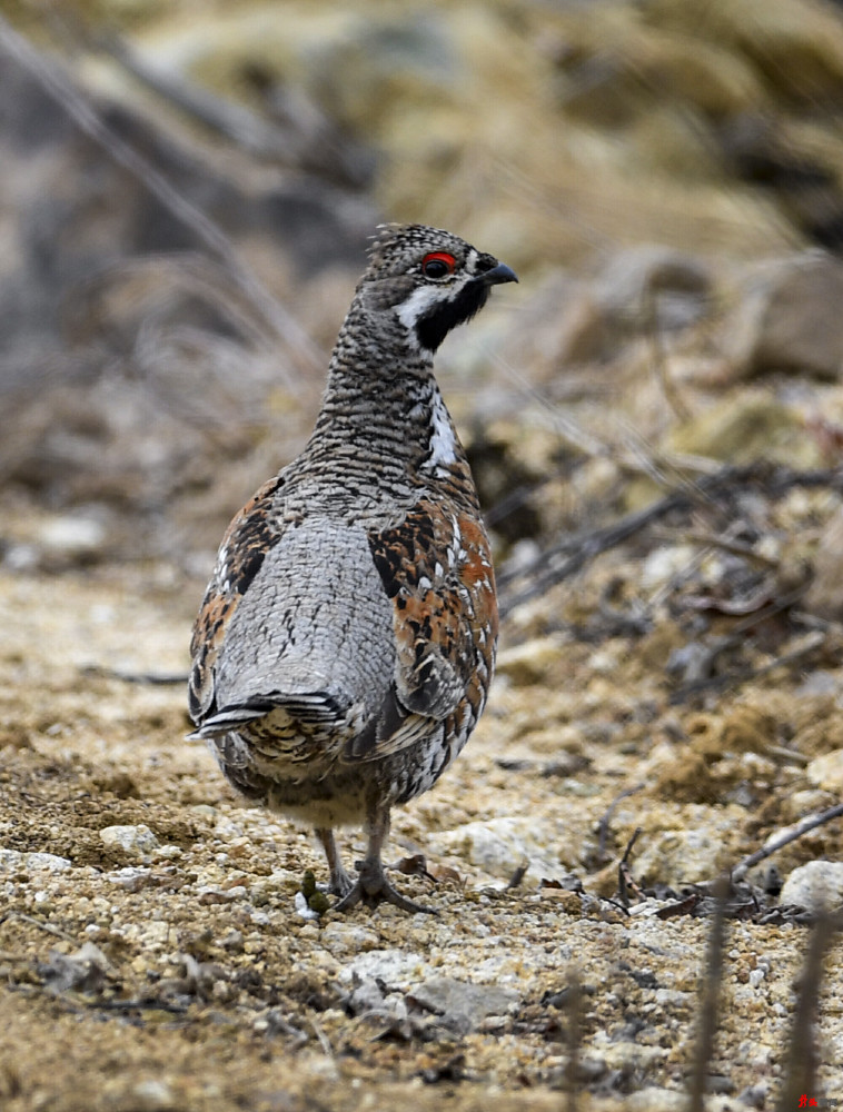 飞龙(花尾榛鸡)灰鹤猞狸黑琴鸡这里充满了野性与温柔,既有空中枭雄