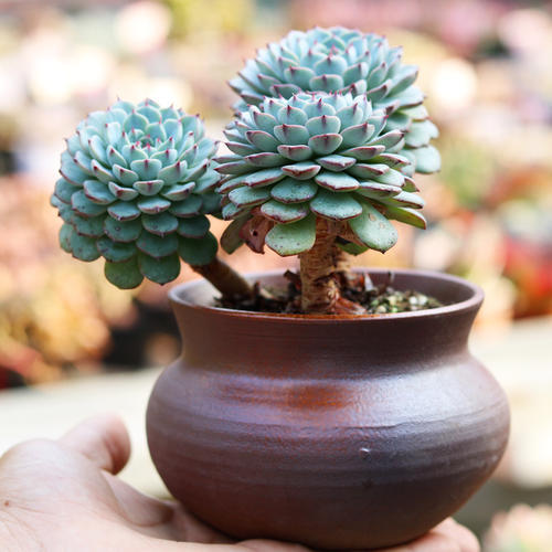 养棵多肉蓝姬莲,块头大长势旺,还很容易爆盆,适合新手