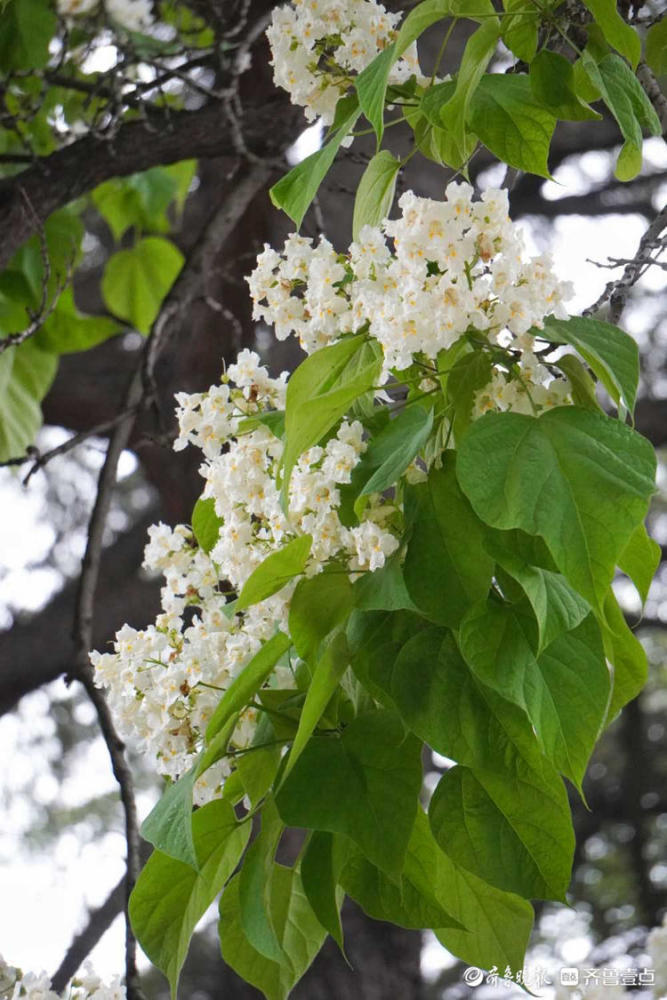 花开齐鲁清新一夏济南大明湖的黄金树开花啦洁白如雪别样美