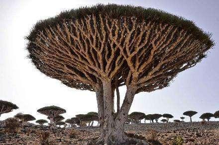 国内最"贵"的一棵树,经常出现在电影里,网友:我见过呢