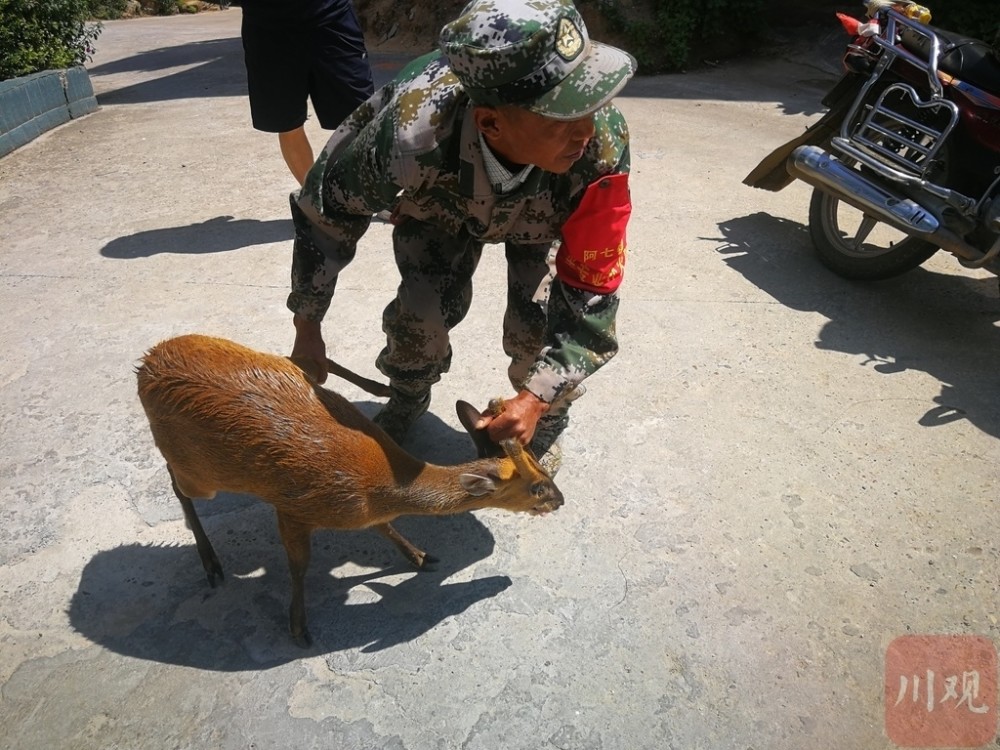 记者看到,这只麂子呈棕色,有双角,腿蹬弹有力,叫声响亮.