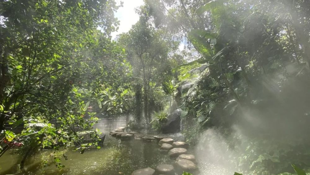 廈門植物園雨林霧森時間調整還將有這些變化