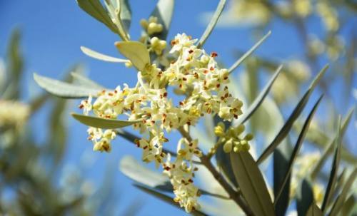 武都又是一季橄榄花开时