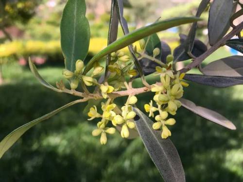 武都又是一季橄榄花开时