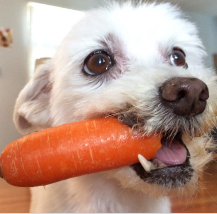 因吃石头而失去牙齿的狗被主人遗弃,它积极乐观,最后找到了幸福
