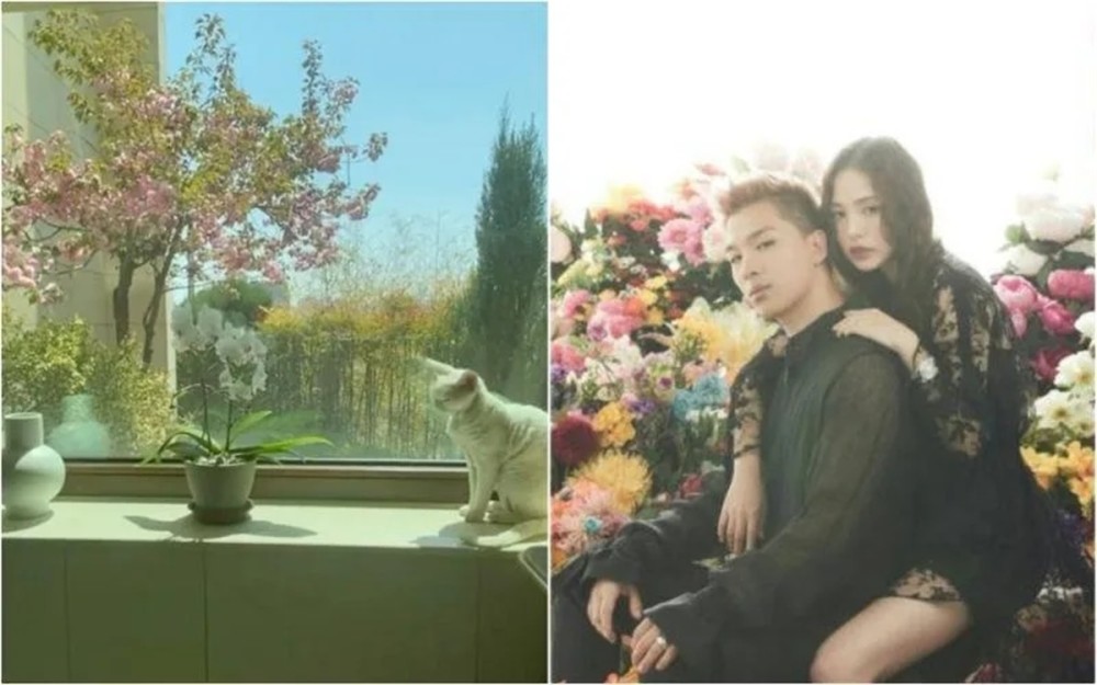 bigbangtaeyang的妻子晒小狗雕像引发讨论难道怀孕了