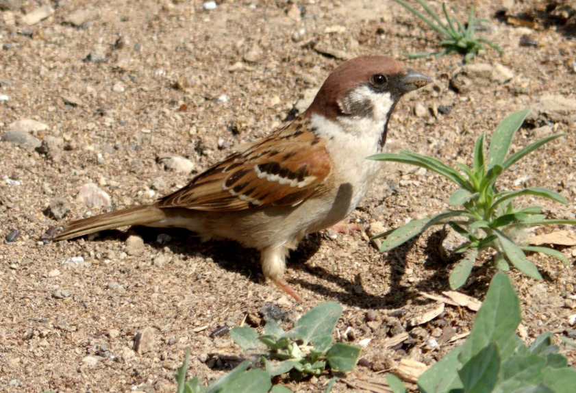 随处可见的麻雀曾被捕杀20亿只现在竟是国外的进口鸟