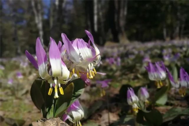 如夏花一样绚烂 喀纳斯山花季开启 视频 腾讯网