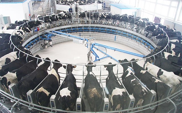 在牛奶生产的纪录片上可以了解到从奶牛的饲养到产奶,其中科技含量