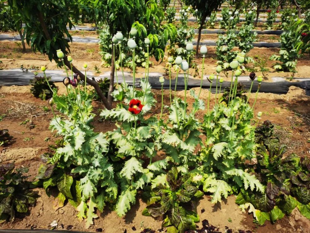 村民自家果园种植107株罂粟,查处现场曝光