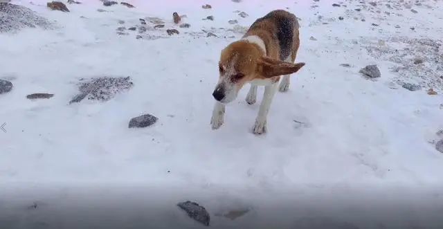 海拔4900米雪山 暴雪中出现一只比格犬 它是怎么活下来的 腾讯新闻