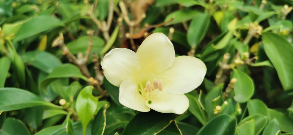 献百花 94 灰莉花庆党百年华诞 敬献百花给党 腾讯新闻