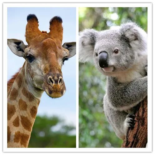 一分钟学堂 睡眠时间最短和最长的动物是什么 腾讯新闻