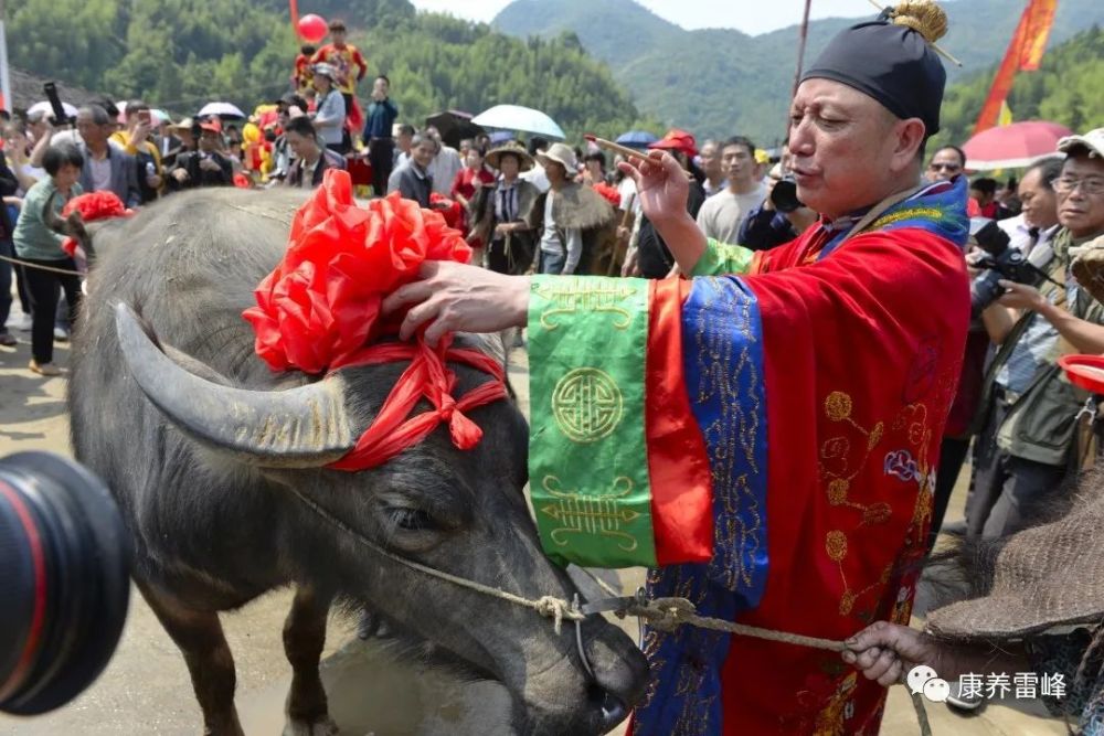 (农历四月初八)上午7:30~11:15在雷峰镇李溪村举办2021年"耕牛节"活动