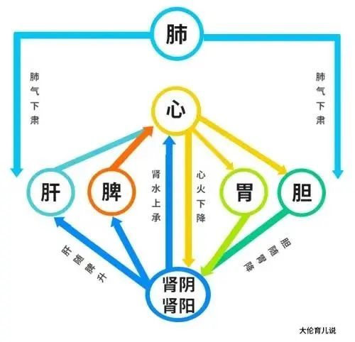 水再上承,进入心中,则心火不至于过热,这是一个正常人的气机升降路线
