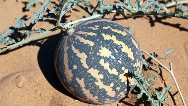 在沙漠旅游时,看到"西瓜"为啥不能摘?驴友:别给自己找麻烦