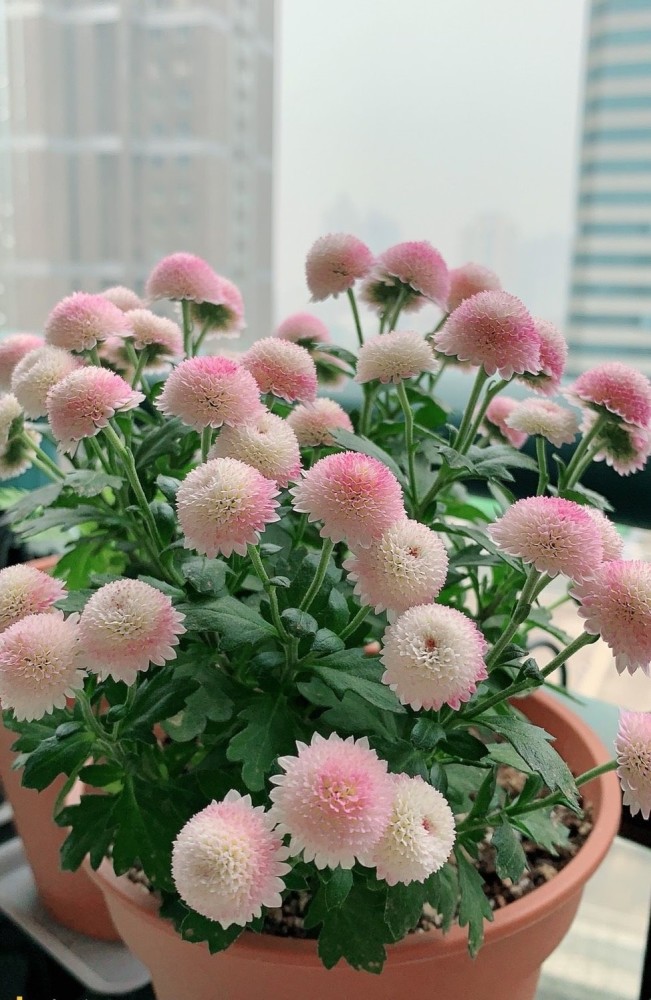 阳台养花 养棵 珠玉之卵 吧 花朵又美又可爱 三季都有花看 腾讯新闻