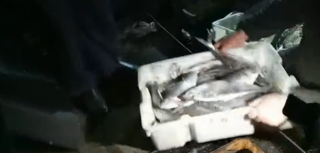 草缸工具鱼排行榜_黑科技养鱼神器,让养鱼变得更加轻松(2)