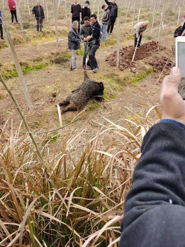 野猪泛滥攻击人类破坏庄稼人猪矛盾激化为什么不开放捕猎
