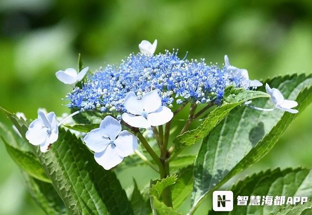 福州鼓岭绣球花绽放 听说 它 还会变色