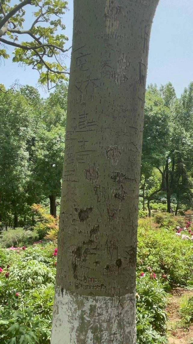 "树上刻的字大部分是以前刻的,现在很少有人在树上刻字了.