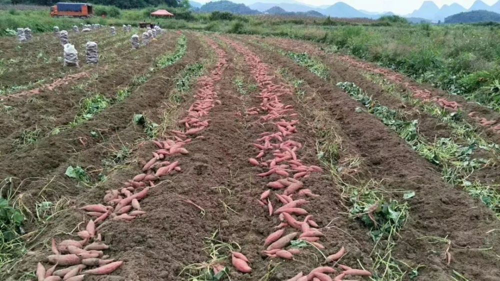 香糯甜滑入口即化超稀有冰淇淋番薯有你無法抗拒的味道