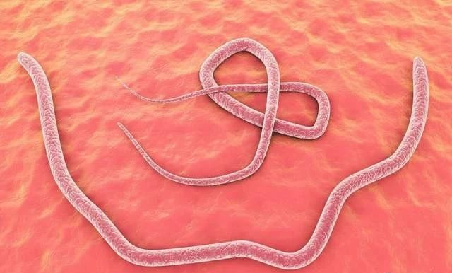 寄生虫,宠物犬的寄生虫病及防治措施|寄生虫病|寄生虫|弓蛔虫|蛔虫病